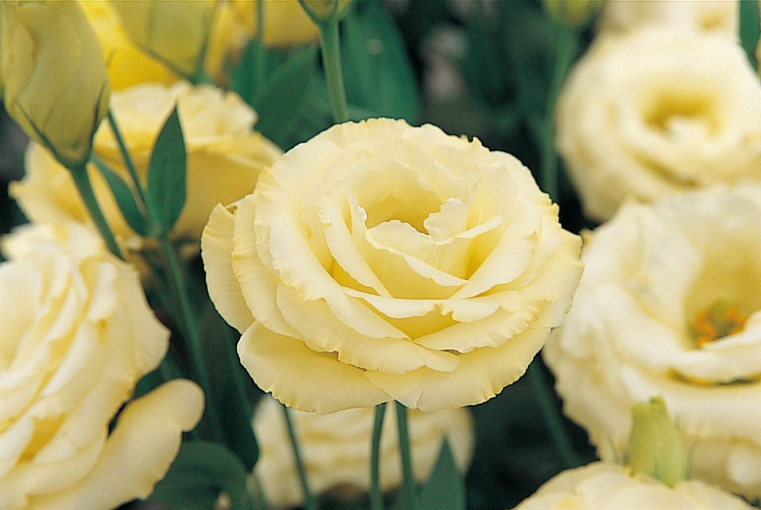Lisianthus "Arena 3 Gold" F1, 5 seeds