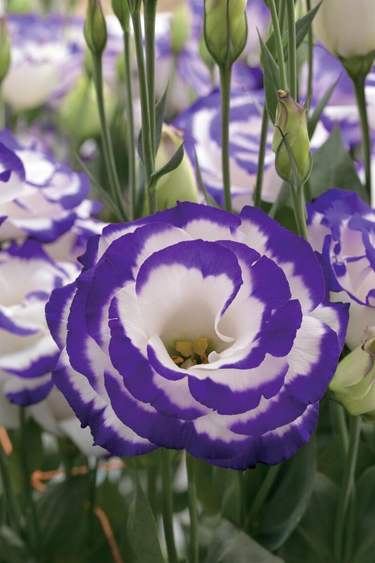 Eustoma grandiflora "Arena 2 Purple Picotee" F1 5s.