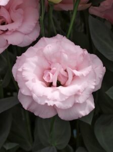 Eustoma grandiflora "Arena 1 Light Pink Imp." F1 5s.