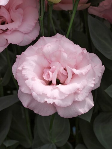 Lisianthus "Arena 1 Light Pink Imp." F1, 5 seeds