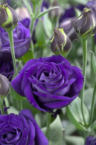 Lisianthus "Arena 3 Purple" F1, 5 seeds