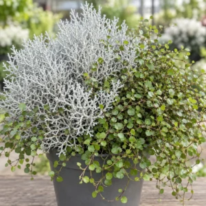 Leucophyta brownii+Muehlenbeckia