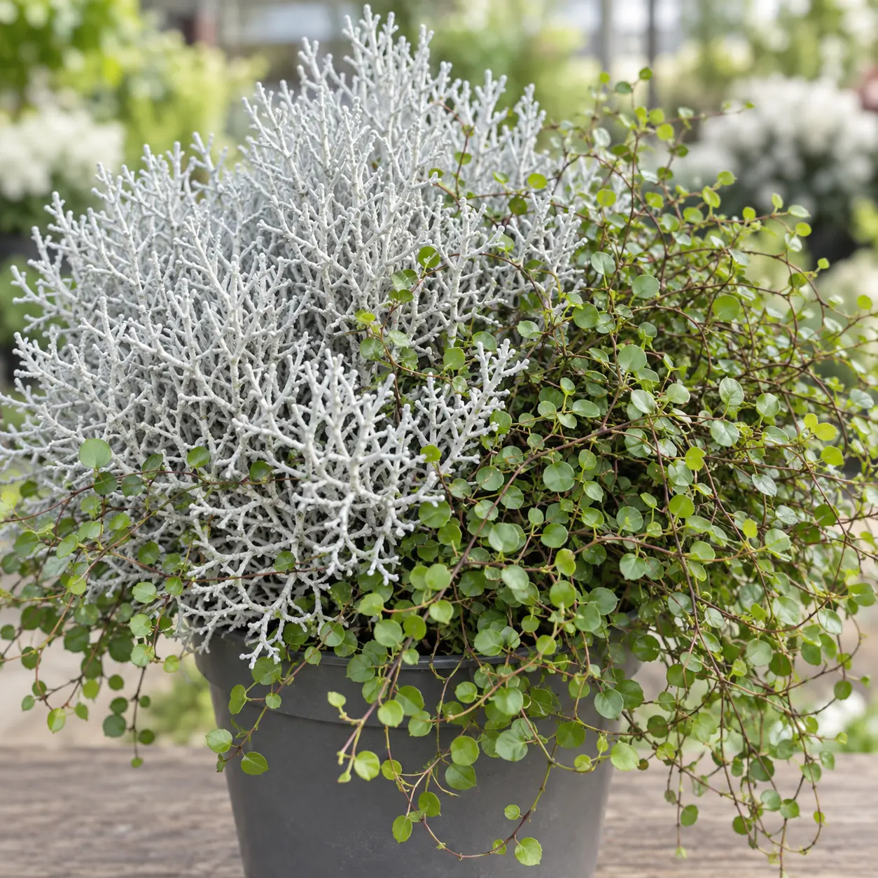 Leucophyta brownii+Muehlenbeckia