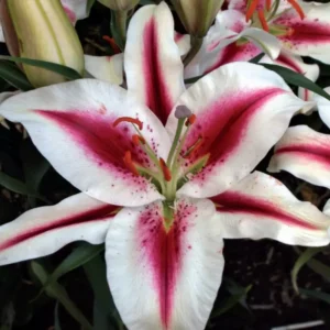 Lilium "Hachi" P9 pott