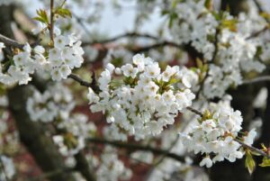 Prunus avium