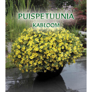 Kalibrahhoa Kabloom F1 Yellow 10 seemet