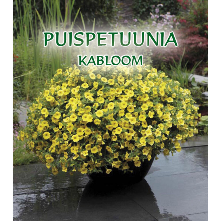 Kalibrachoja Kabloom F1 Yellow 10 sėklų