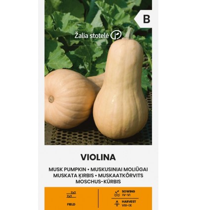 Muskatinis moliūgas "Violina" Žalia stotele 2 g
