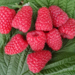 Rubus idaeus "Patricija"