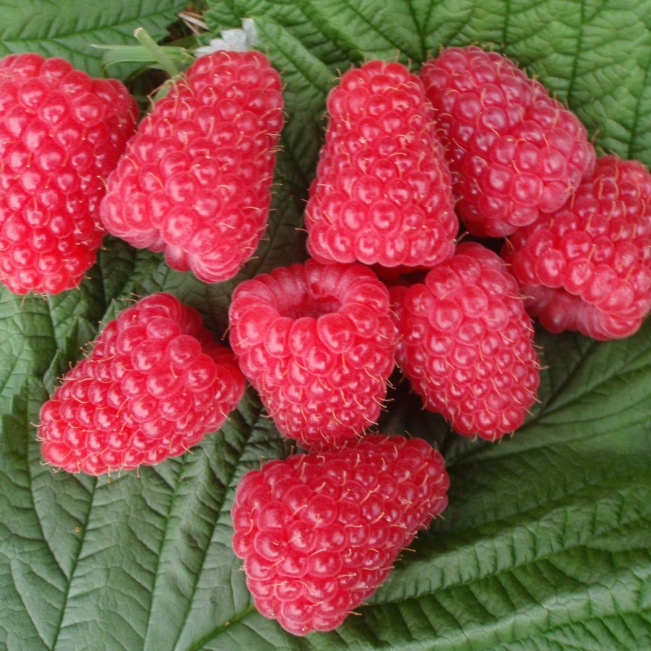 Rubus idaeus "Patricija"