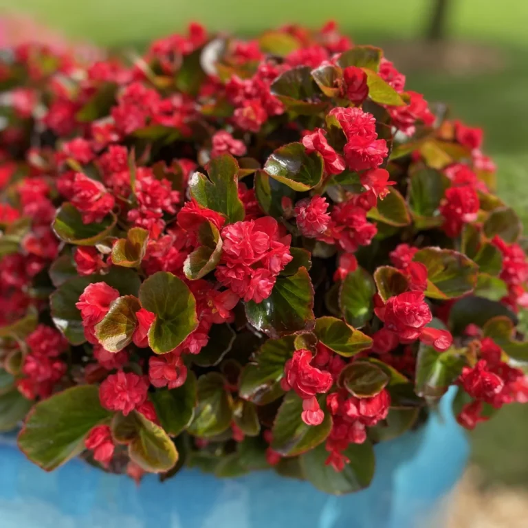Begonia "Feja" KURZEMES SĒKLAS 15 s.