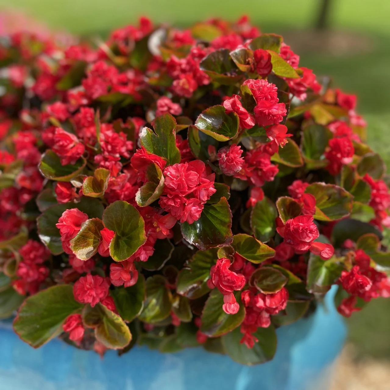 Begonia "Feja" KURZEMES SĒKLAS 15 sēklas