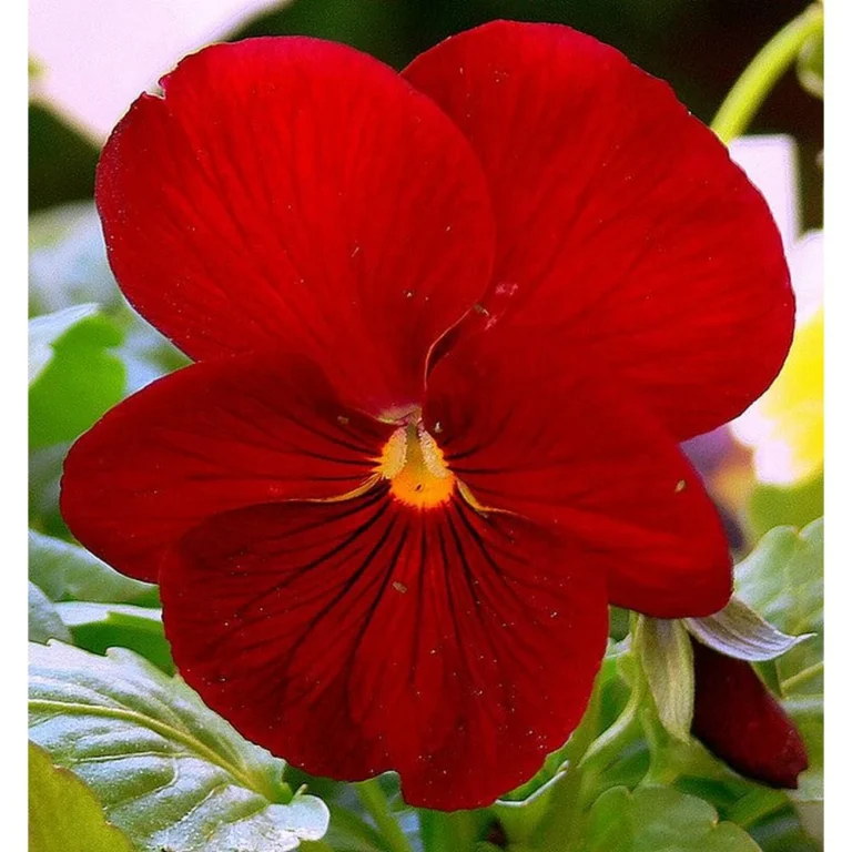 Pansy "Clear Crystals Scarlet", 0.3 g, Žalia stotelė