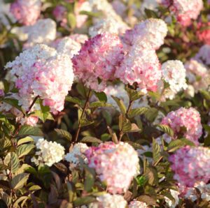 Hydrangea paniculata "Samarskaya Lydia" 5 l pot