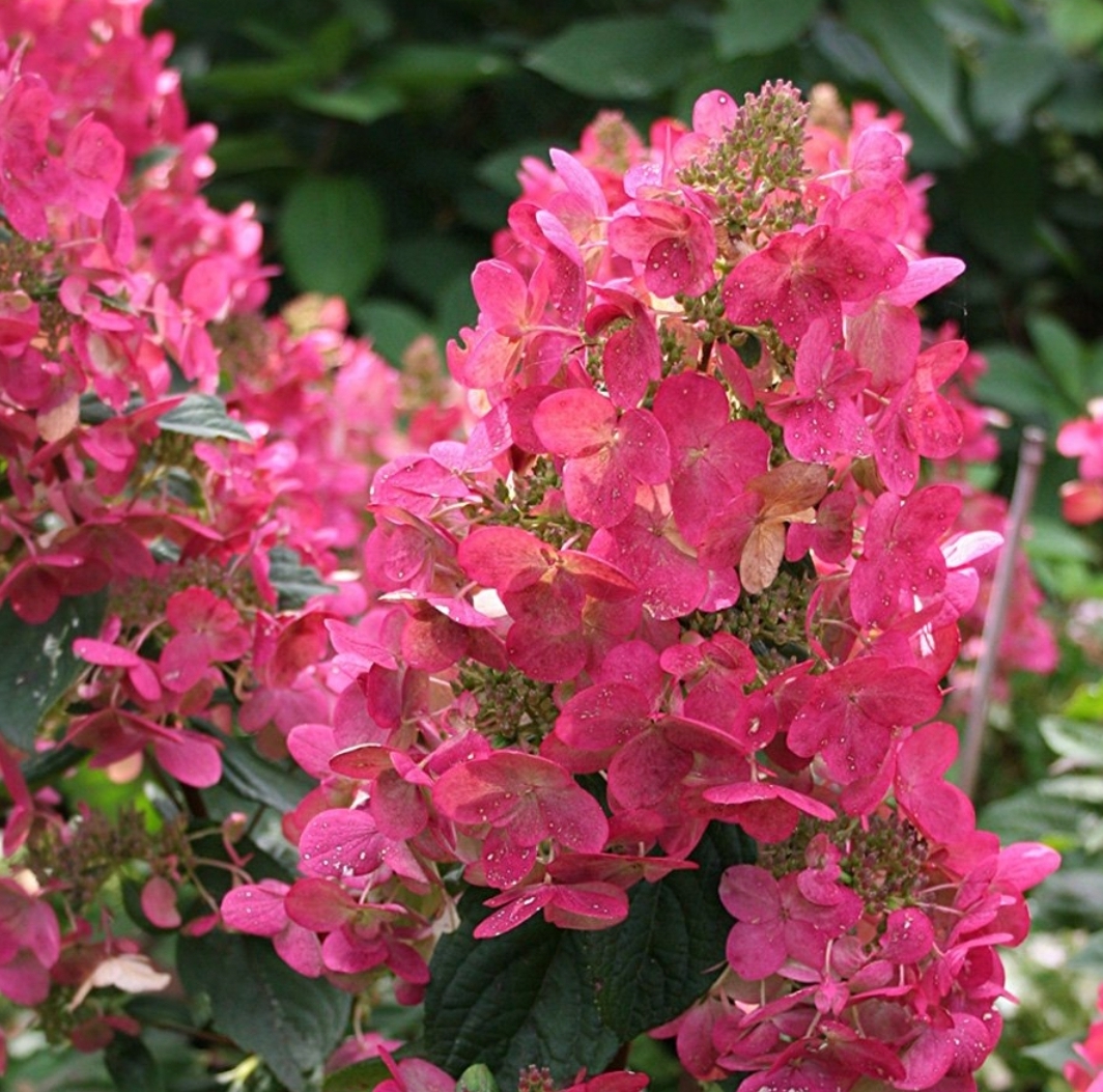 Hydrangea paniculata "Vesuvio"