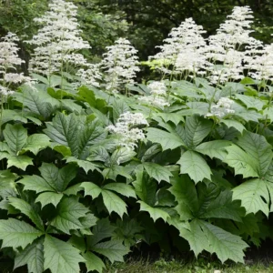 Rodgersia aesculifolia
