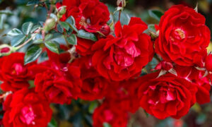 Роза "Rote The Fairy"