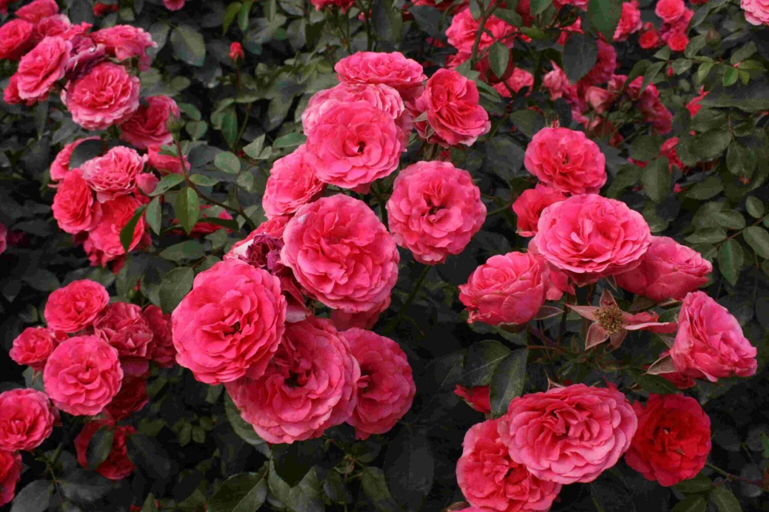 Rosa "Antike89"
