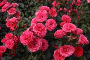 Rosa "Antike89"