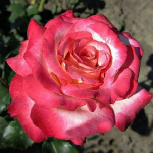 Rosa "Arifa"
