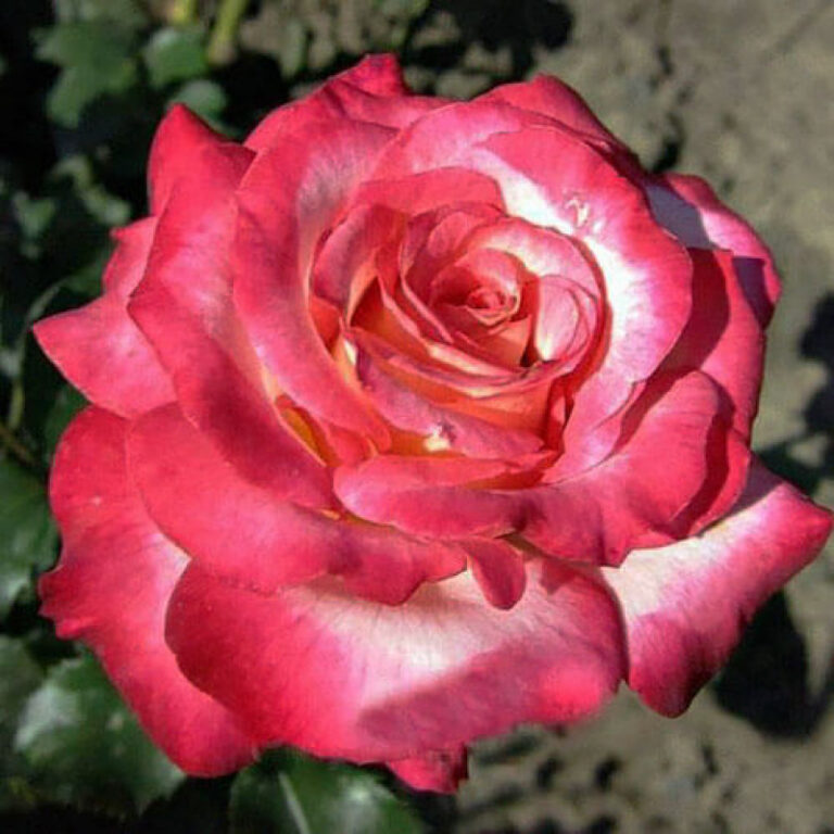 Rosa "Arifa"