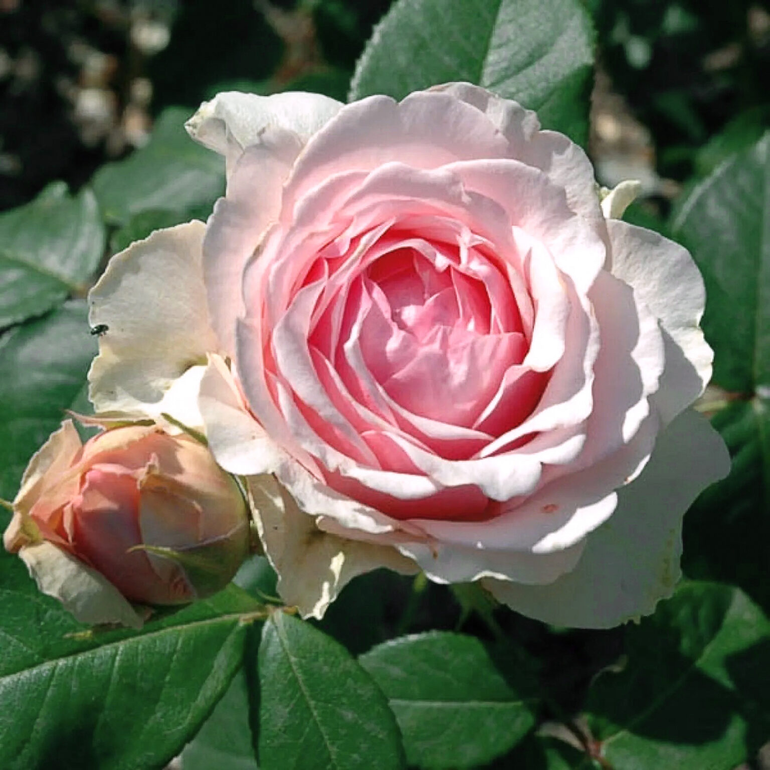 Rosa "Carméline"