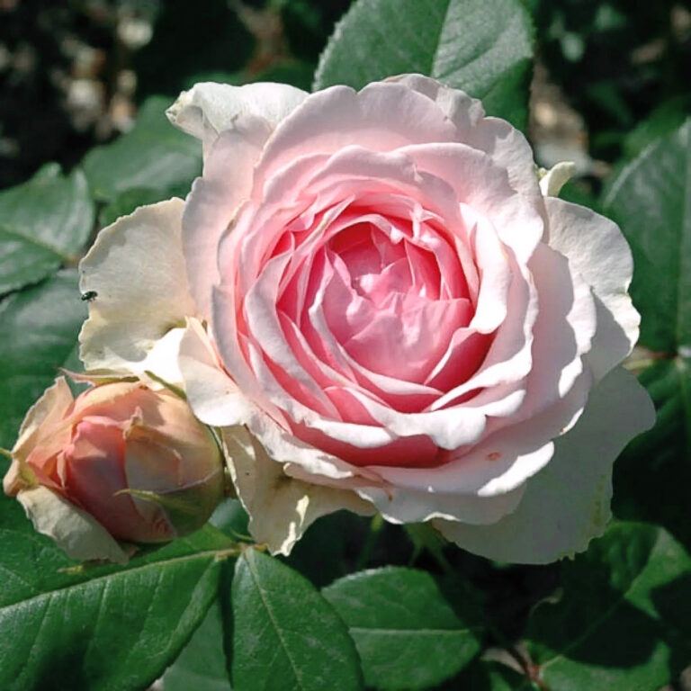 Rosa "Carméline"