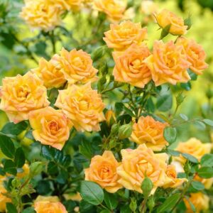 Роза "Yellow Fairy"