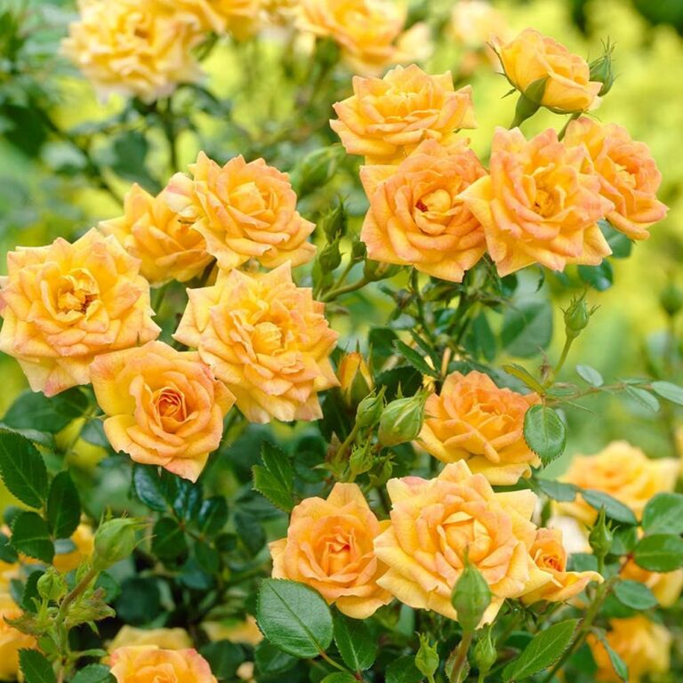 Rosa "Yellow Fairy"