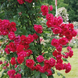 Роза "Paul's Scarlet Climber"