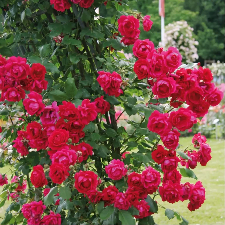 Роза "Paul's Scarlet Climber"