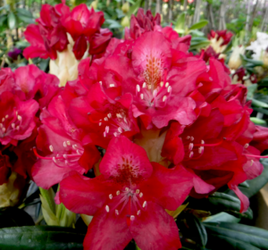 Рододендрон "Royal Scarlet"