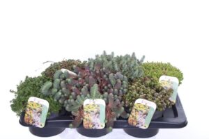 Sedum