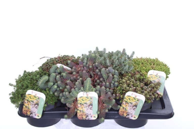 Sedum