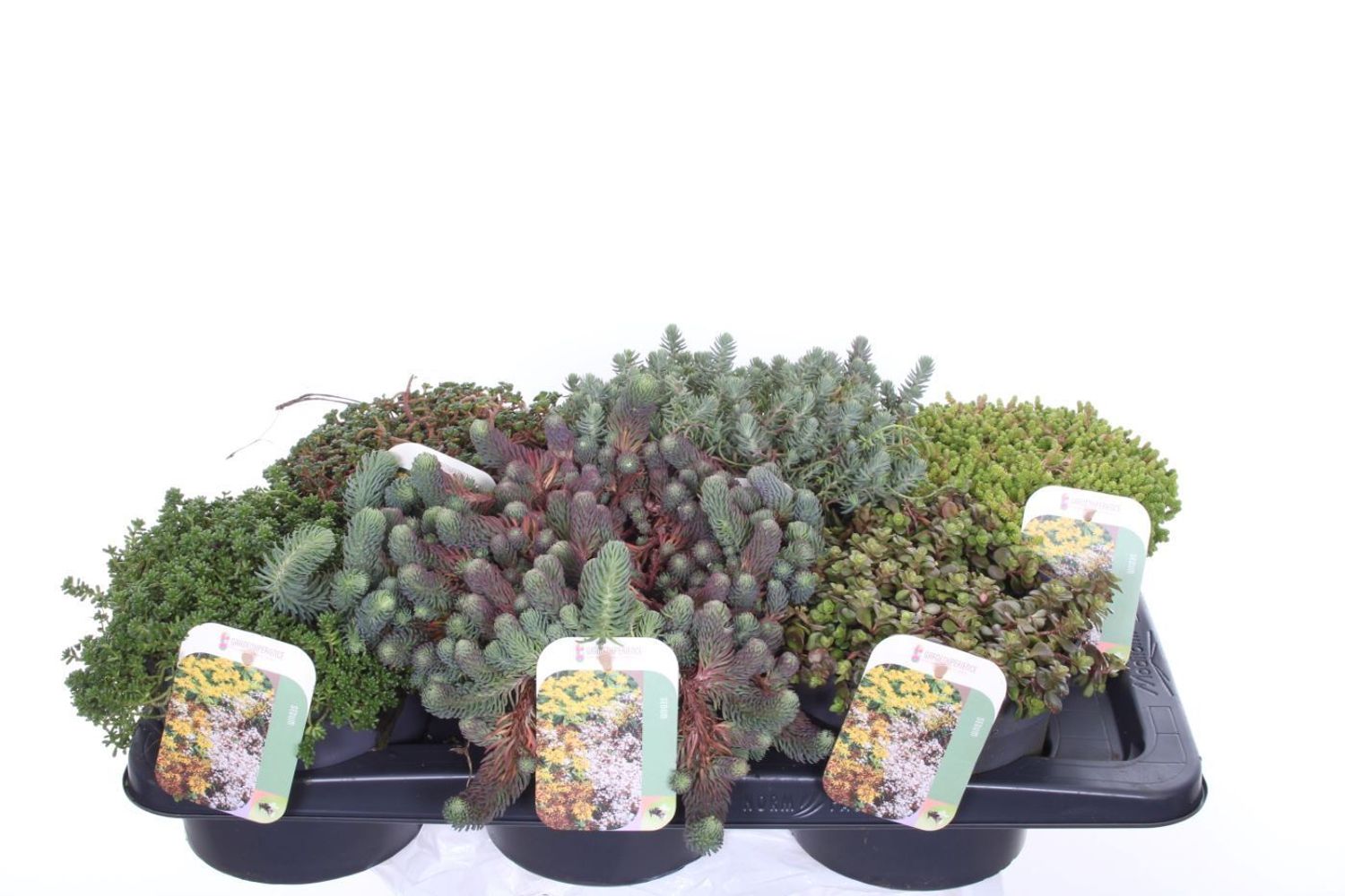 Sedum