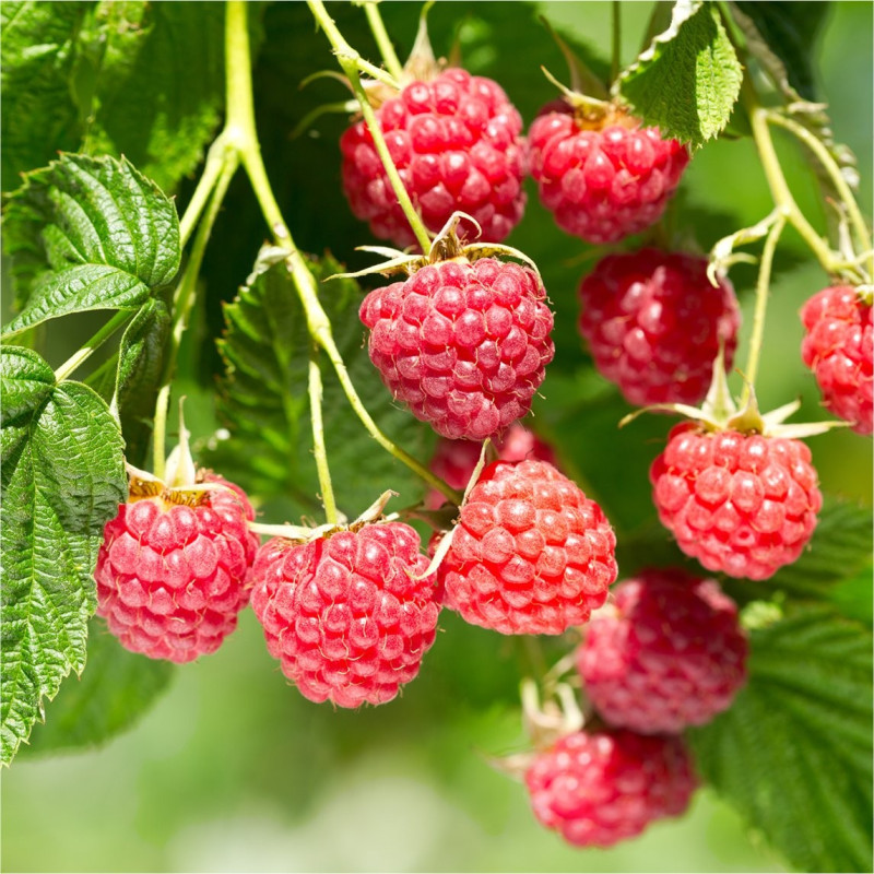 Малина "Norna" (Rubus idaeus "Norna")