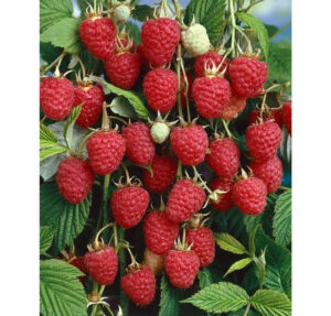 Rubus idaeus "Glen Ample"