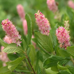 Clethra alnifolia "Ruby Spice"