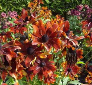 Rudbeckia hirta "Rustic Dwarfs" P9 pott