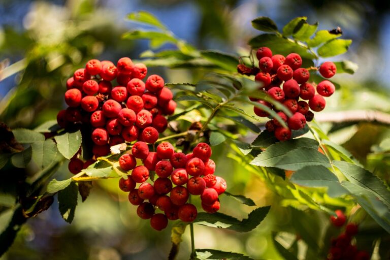 Sorbus "Saharnaja"