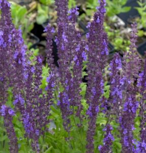 Salvia nemorosa "Blaukönigin"