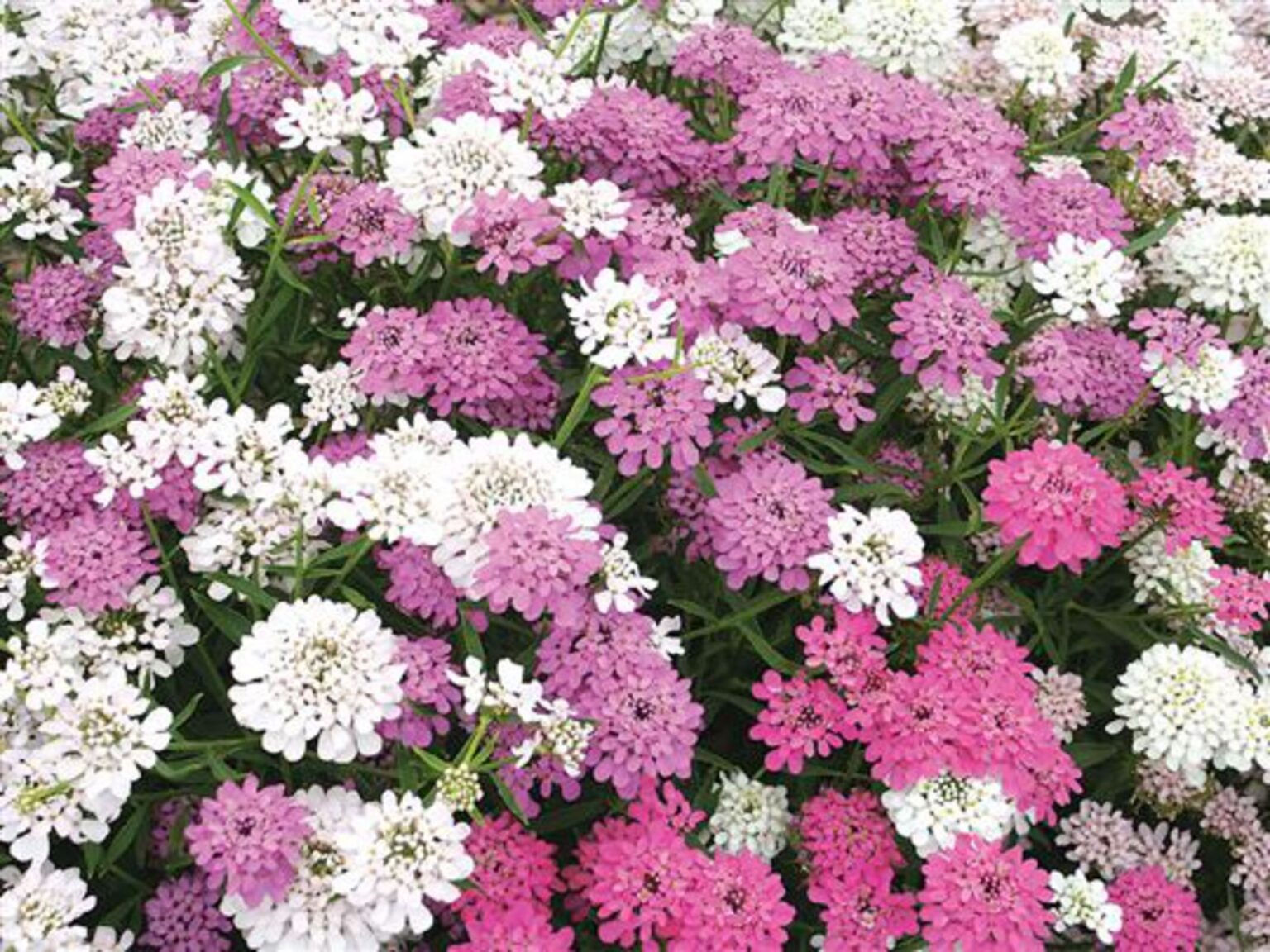 Iberis umbellata Candytuft Pink