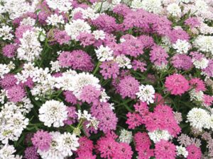 Iberis umbellata Candytuft Pink