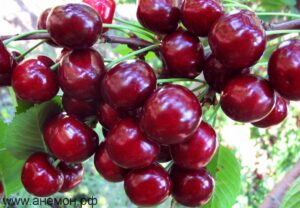 Prunus cerasus "Žukovskaja"