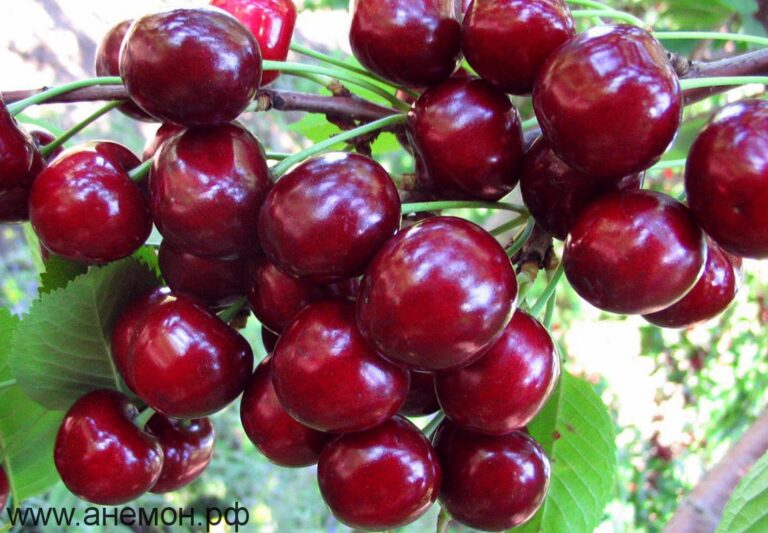 Prunus cerasus "Žukovskaja"