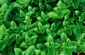 Žalioji mėta Mentha spicata, 9 cm vazonas