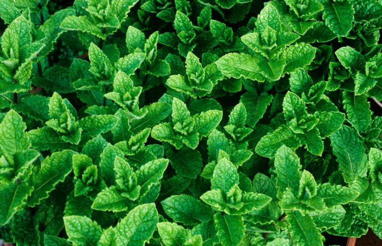 Mentha spicata P9 pott