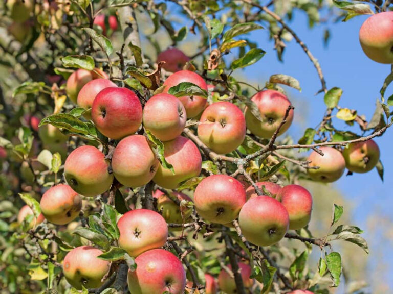 Omenapuu (Malus Mill.), lajitelma
