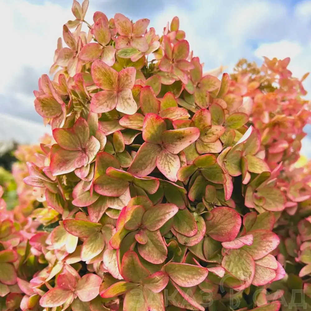 Hydrangea paniculata "Metallica"