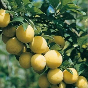 Prunus domestica "Ulenas Renklode"